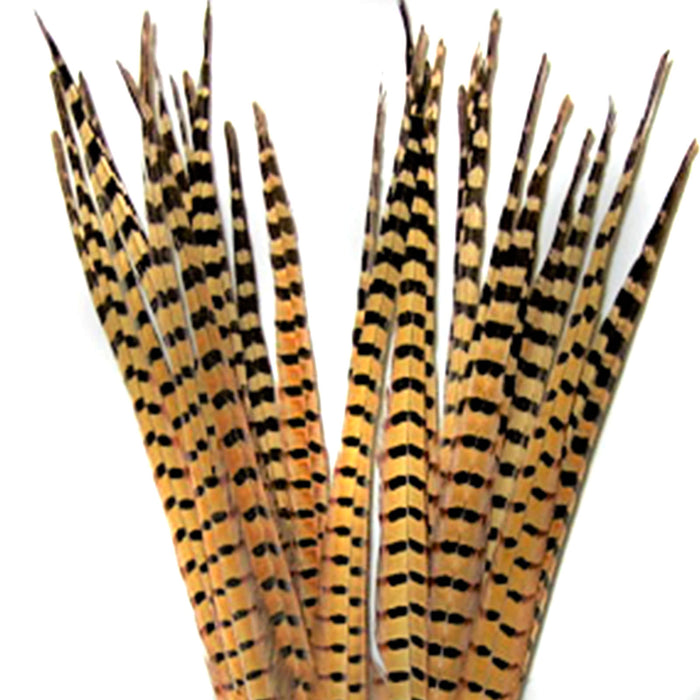 RINGNECK TAIL FEATHERS - 1 PAIR