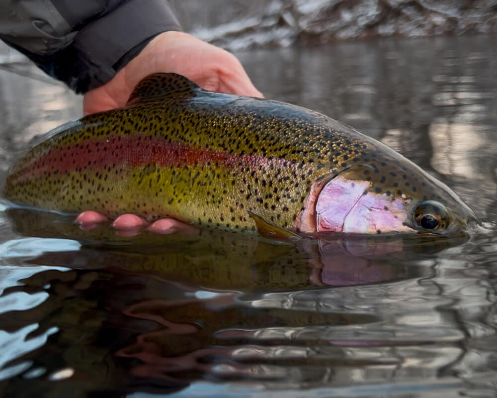 7 Tips for Winter Fly Fishing in Central PA Spring Creeks