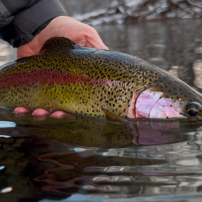 7 Tips for Winter Fly Fishing in Central PA Spring Creeks