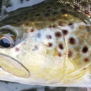 A Forgotten Essential: The Hook Hone