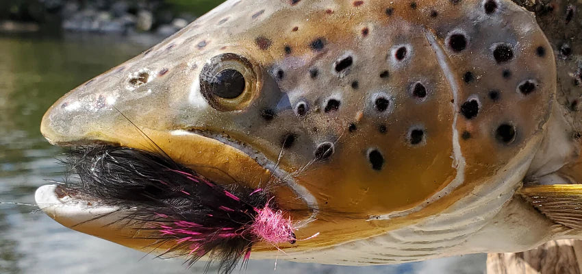 Great Lakes Steelhead Flies with Alex Kolivras — TCO Fly Shop