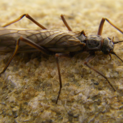 Sink Hole Meadow Stonefly