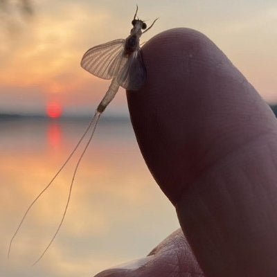 Night Fishing The White Flies