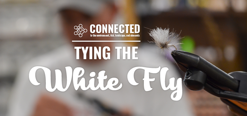 Tying the White Fly: The Tighty Whitey