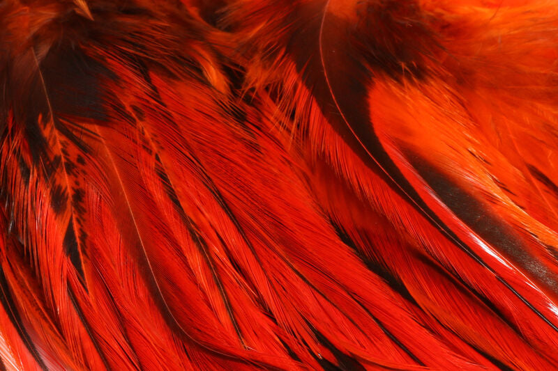 Badger Saddle Hackle