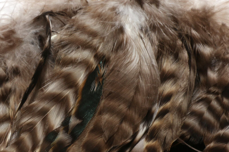 Barred Variant Schlappen
