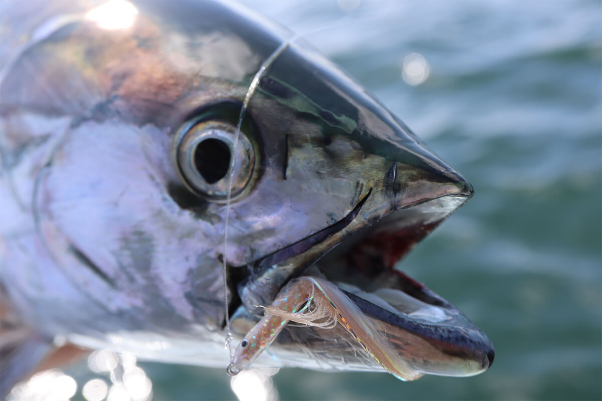 Saltwater Fly Rod, Reel, Line, and Fly Considerations