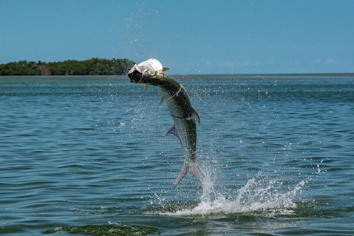 You're Now Ready to Fling Flies in the Salt