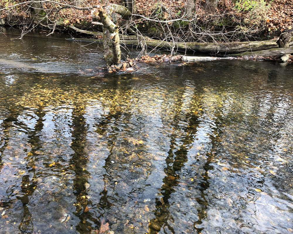 Understanding the Trout Spawning Season