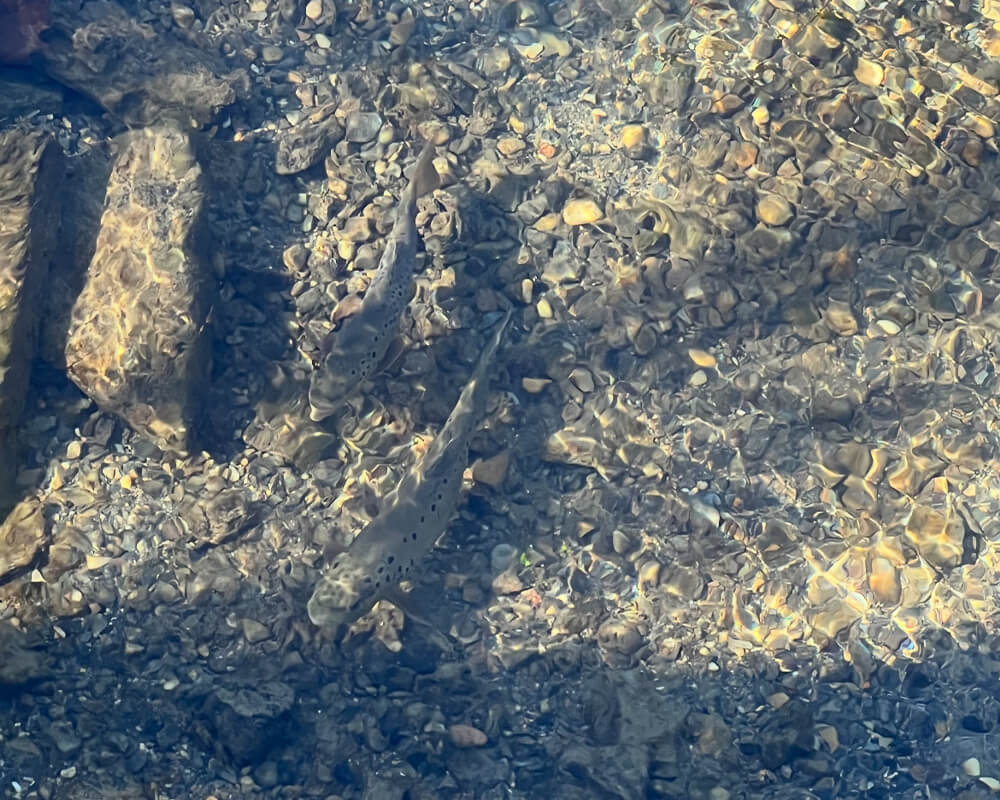 Fishing Considerations During Spawning Season