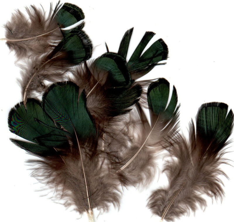 Green Iridescent Lady Amherst Plumage — TCO Fly Shop