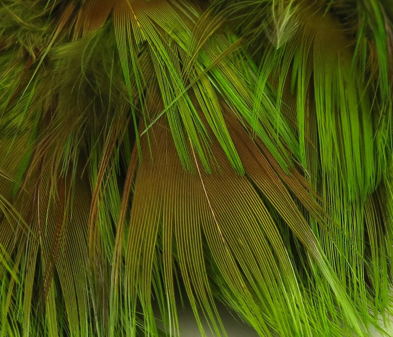 Golden Pheasant Body Feathers