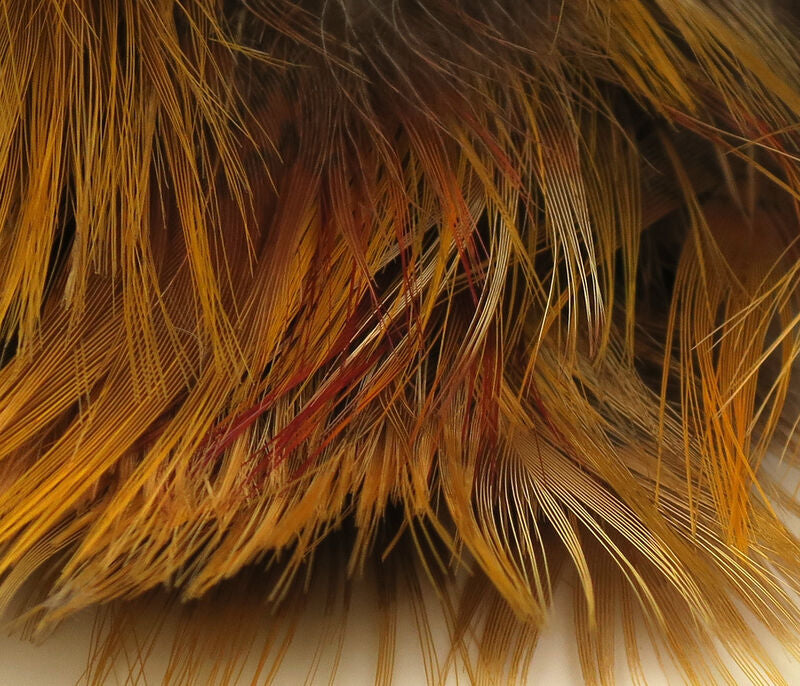 Golden Pheasant Body Feathers