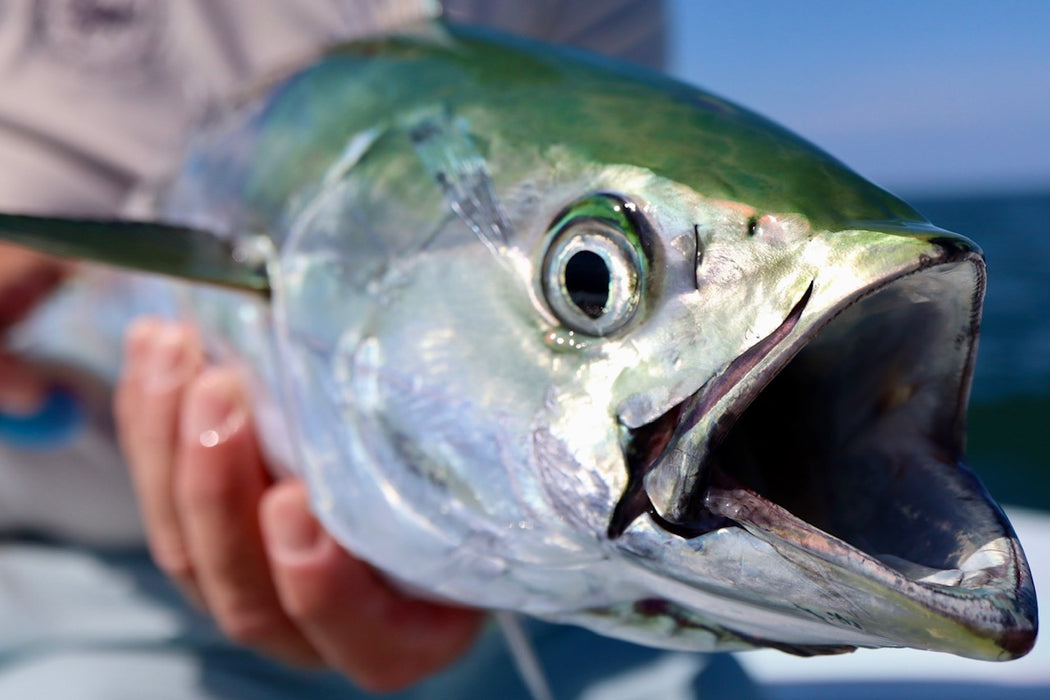 TCO Montauk 2026 Trip