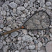 Fishpond Nomad Canyon Net 2.0 Brown Trout 2.0 Image 02