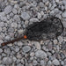 Fishpond Nomad Emerger Net 2.0 River Armor 2.0  Image 03