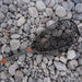 Fishpond Nomad Emerger Net 2.0 Shadowcast Camo 2.0  Image 04