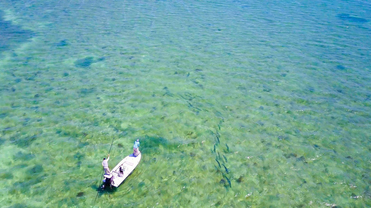 Tarpon