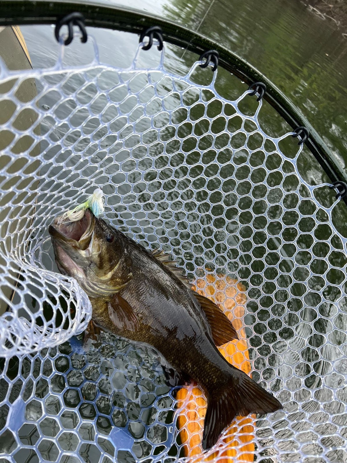 bass fish with fly rod Peacock In The Amazon, Part 2 - Fishing | Gink and Gasoline | How to Fly | Trout Fishing | Fly Tying A Drunk and Disorderly Way