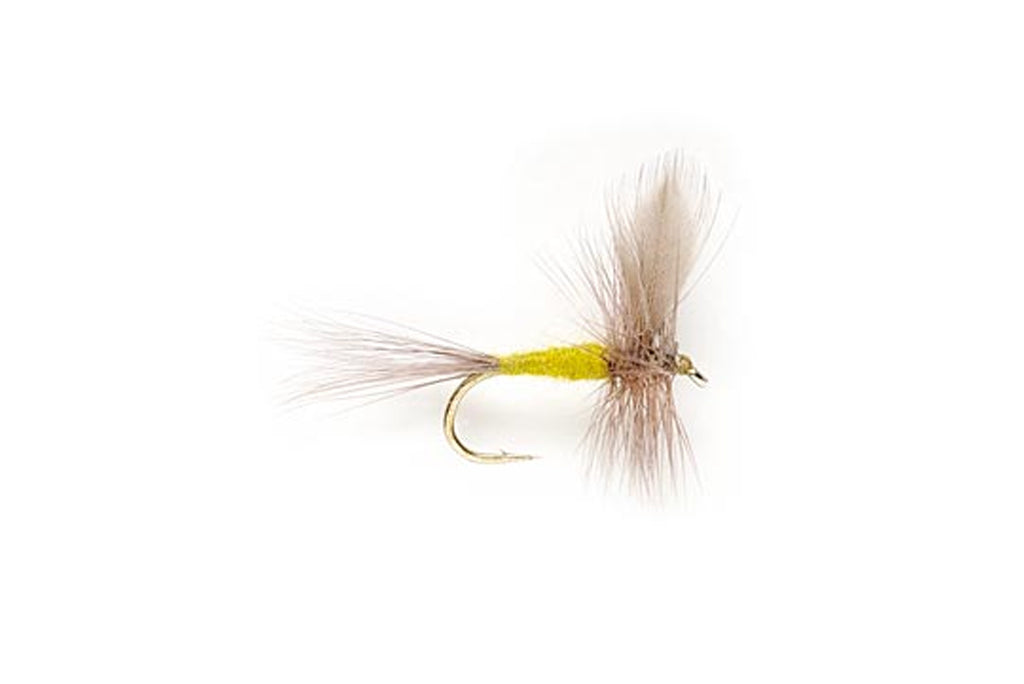 Fly Store Ran Letort Spring Run Stream Report — TCO Fly Shop