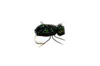 Foam Beetles (10-14)