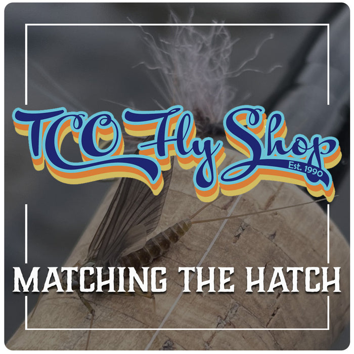 TCO Fly Fishing School: Matching the Hatch with John Parisi