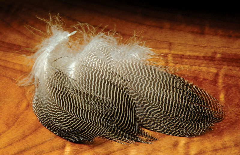 Gadwall Feathers