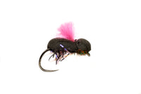 Proctor's Target Beetle Pink